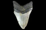 Fossil Megalodon Tooth - North Carolina #124931-2
